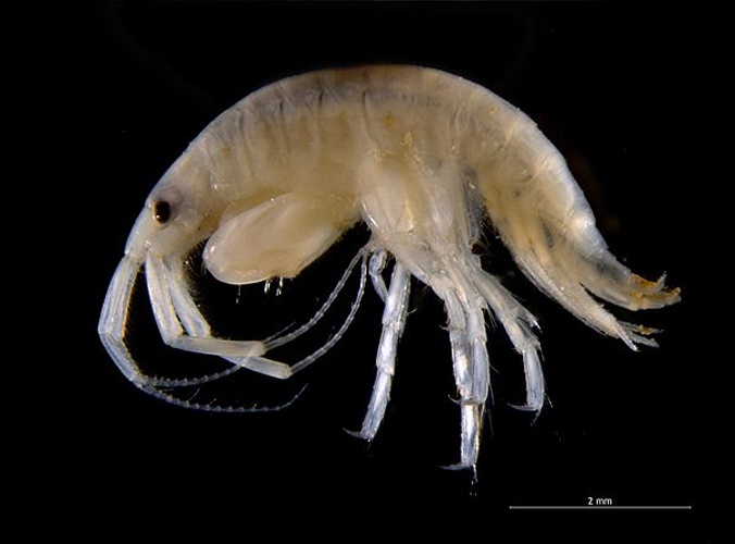 Gammaropsis nitida © <div class="fn value">
<a href="//commons.wikimedia.org/wiki/User:Biopics" title="User:Biopics">Hans Hillewaert</a>
</div>