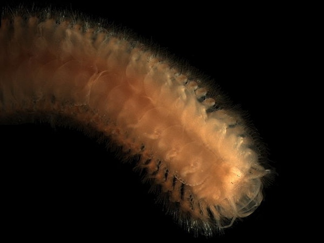 Sigalion mathildae © <div class="fn value">
<a href="//commons.wikimedia.org/wiki/User:Biopics" title="User:Biopics">Hans Hillewaert</a>
</div>