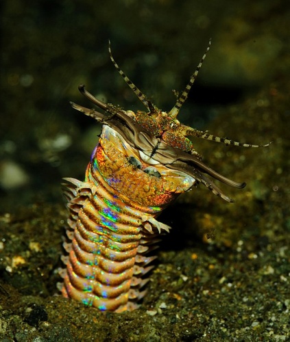 Bobbit worm © <a rel="nofollow" class="external text" href="https://www.flickr.com/people/26598370@N00">Jenny</a>