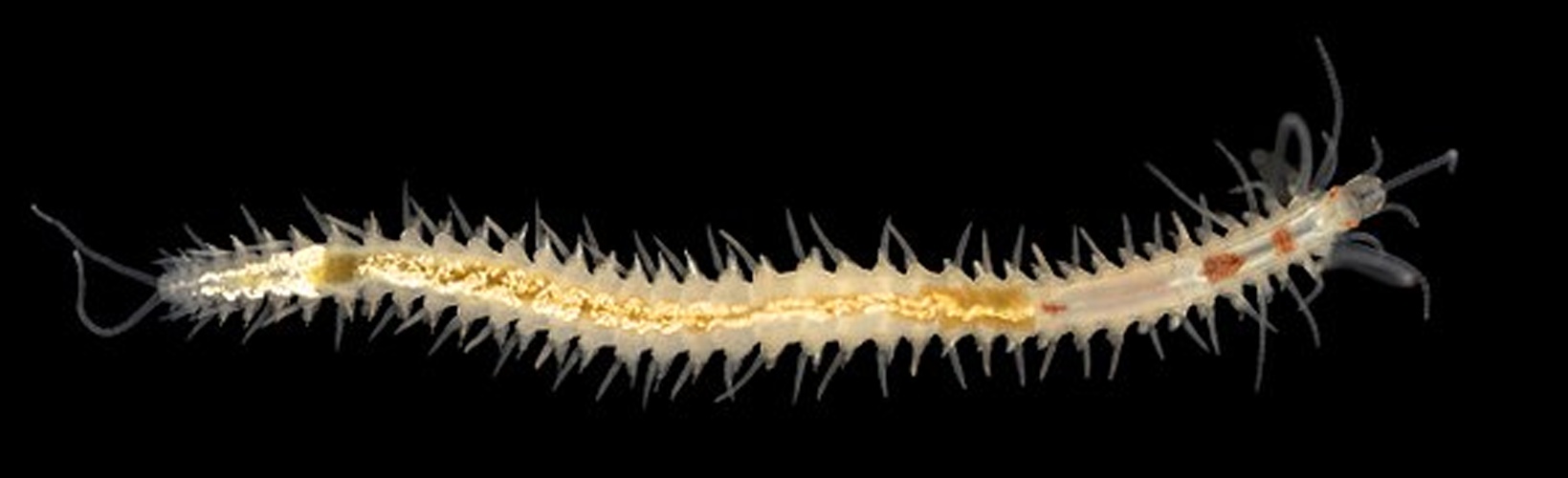 Eusyllis blomstrandi © Arne Nygren/Sjøfartsmuseet Akvariet Gøteborg