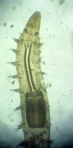 Exogone verugera © <a href="//commons.wikimedia.org/w/index.php?title=User:Jo_Langeneck&amp;action=edit&amp;redlink=1" class="new" title="User:Jo Langeneck (page does not exist)">Jo Langeneck</a>