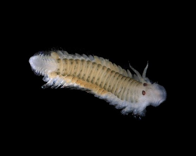 Eumida sanguinea © <div class="fn value">
<a href="//commons.wikimedia.org/wiki/User:Biopics" title="User:Biopics">Hans Hillewaert</a>
</div>