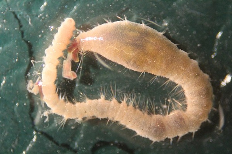 Diplocirrus glaucus © <a href="//commons.wikimedia.org/w/index.php?title=User:MarinFaunistik&amp;action=edit&amp;redlink=1" class="new" title="User:MarinFaunistik (page does not exist)">MarinFaunistik</a>