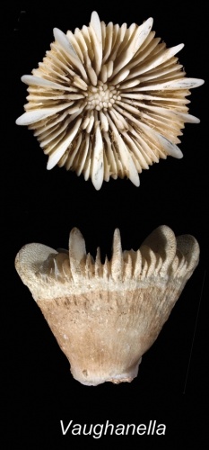 Vaughanella concinna © Cairns S, Kitahara M (2012)
