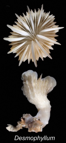 Desmophyllum dianthus &copy; Cairns S, Kitahara M (2012)