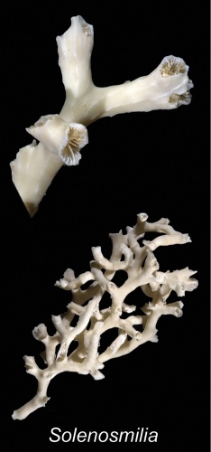 Solenosmilia variabilis &copy; Cairns S, Kitahara M (2012)