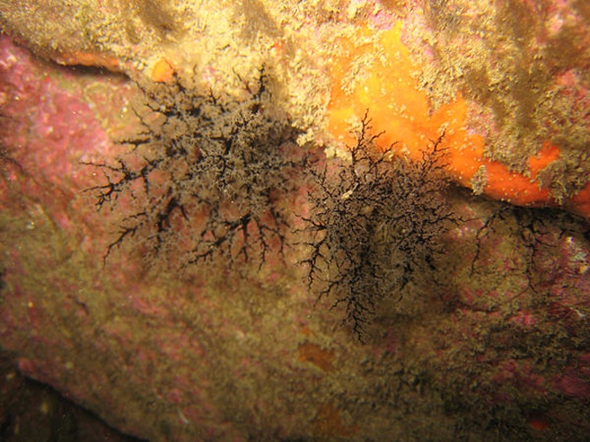 Aslia lefevrii © This photo has been taken by <b><a href="//commons.wikimedia.org/wiki/User:Mirgolth" title="User:Mirgolth">Matthieu Sontag</a></b> (User:Mirgolth) and released under the licenses stated below. You are free to use it for any purpose as long as you credit me as author, Wikimedia Commons as site and follow the terms of the licenses. Could you be kind enough to <a href="https://fr.wikipedia.org/wiki/Discussion_Utilisateur:Mirgolth" class="extiw" title="fr:Discussion Utilisateur:Mirgolth">leave me a message on this page</a> to inform me about your use of this picture.