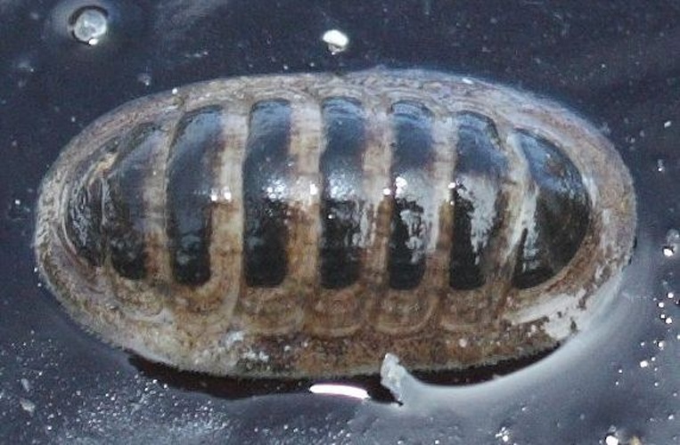 Leptochiton asellus © <a href="//commons.wikimedia.org/wiki/User:Magnefl" title="User:Magnefl">Magne Flåten</a>