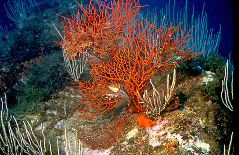 Leptogorgia sarmentosa &copy; <a href="//commons.wikimedia.org/w/index.php?title=User:Parent_G%C3%A9ry&amp;action=edit&amp;redlink=1" class="new" title="User:Parent Géry (page does not exist)">Parent Géry</a>