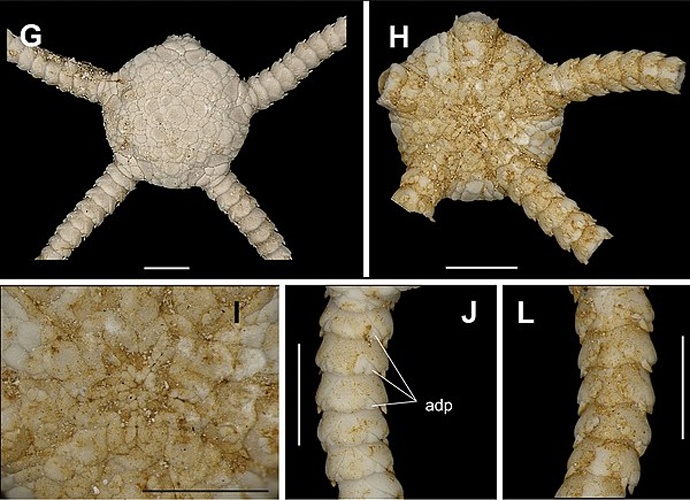 Ophiolepis paucispina © Gondim AI, Alonso C, Dias TLP, Manso CLC, Christoffersen ML (2013) A taxonomic guide to the brittlestars(Echinodermata, Ophiuroidea) from the State of Paraíba continental shelf, Northeastern Brazil. ZooKeys 307: 45–96. doi: 10.3897/zookeys.307.4673
