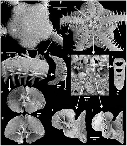 Amphiura chiajei © Stöhr S, O'Hara TD, Thuy B (2012) Global Diversity of Brittle Stars (Echinodermata: Ophiuroidea). PLoS ONE 7(3): e31940. <a rel="nofollow" class="external free" href="https://doi.org/10.1371/journal.pone.0031940">https://doi.org/10.1371/journal.pone.0031940</a>