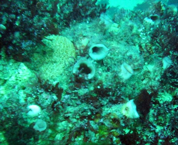 Herdmania momus &copy; The original uploader was <a href="https://en.wikipedia.org/wiki/User:Pjf" class="extiw" title="wikipedia:User:Pjf">Pjf</a> at <a href="https://en.wikipedia.org/wiki/" class="extiw" title="wikipedia:">English Wikipedia</a>.