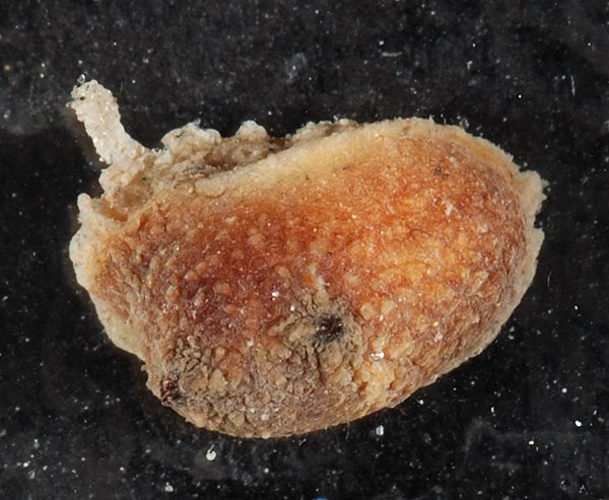 Styela canopus &copy; <a rel="nofollow" class="external text" href="https://www.flickr.com/people/117184384@N07">Smithsonian Environmental Research Center</a>