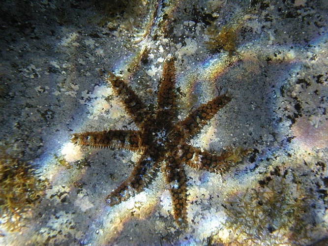 Coscinasterias tenuispina © <a href="//commons.wikimedia.org/wiki/User:Esculapio" class="mw-redirect" title="User:Esculapio">tato grasso</a>