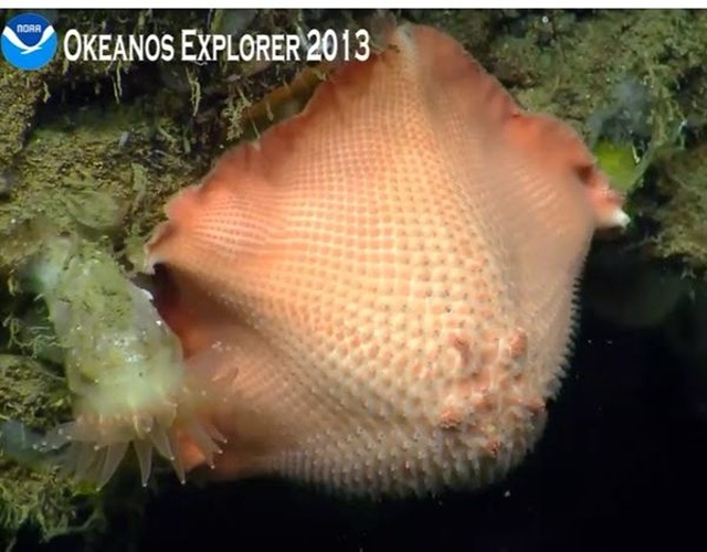 Tremaster mirabilis © NOAA Okeanos Explorer 2014