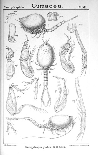 Campylaspis glabra © <bdi><a href="https://en.wikipedia.org/wiki/en:Georg_Ossian_Sars" class="extiw" title="w:en:Georg Ossian Sars">Georg Ossian Sars</a>
</bdi>