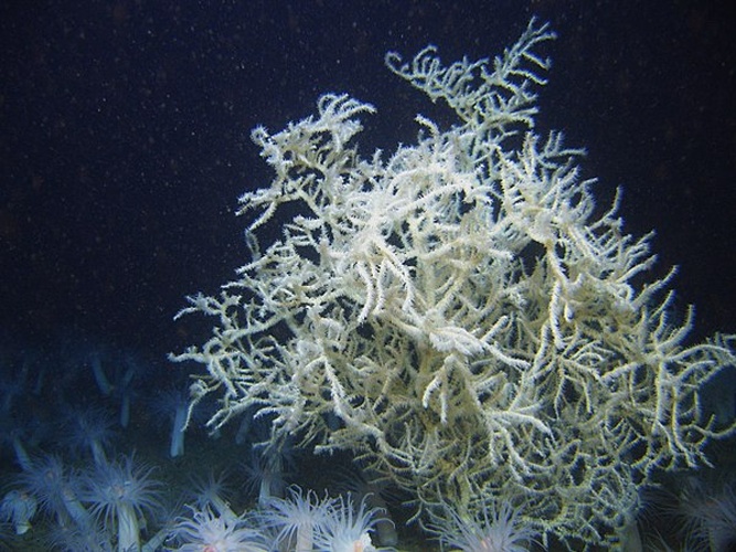 Leiopathes glaberrima &copy; Lophelia II 2008: Deepwater Coral Expedition: Reefs, Rigs, and Wrecks