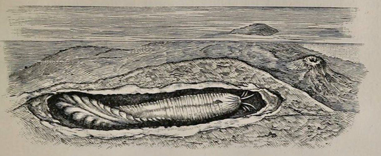 Panthalis oerstedi &copy; British Museum