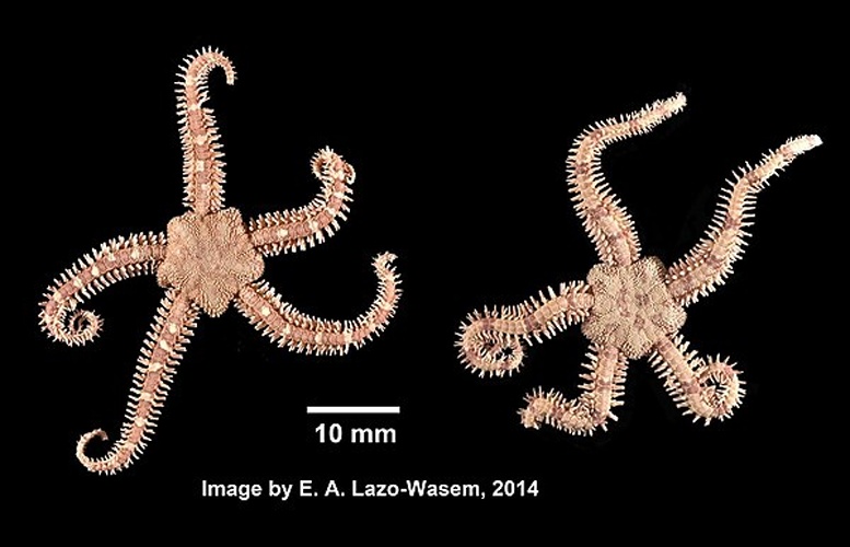 Ophiopholis aculeata © Eric A. Lazo-Wasem  
<dl><dd>Gall L (2019). Invertebrate Zoology Division, Yale Peabody Museum. Yale University Peabody Museum. Occurrence dataset <a rel="nofollow" class="external free" href="https://doi.org/10.15468/0lkr3w">https://doi.org/10.15468/0lkr3w</a> accessed via GBIF.org on 2019-01-11. <a rel="nofollow" class="external free" href="https://www.gbif.org/occurrence/1039276948">https://www.gbif.org/occurrence/1039276948</a>
</dd></dl>