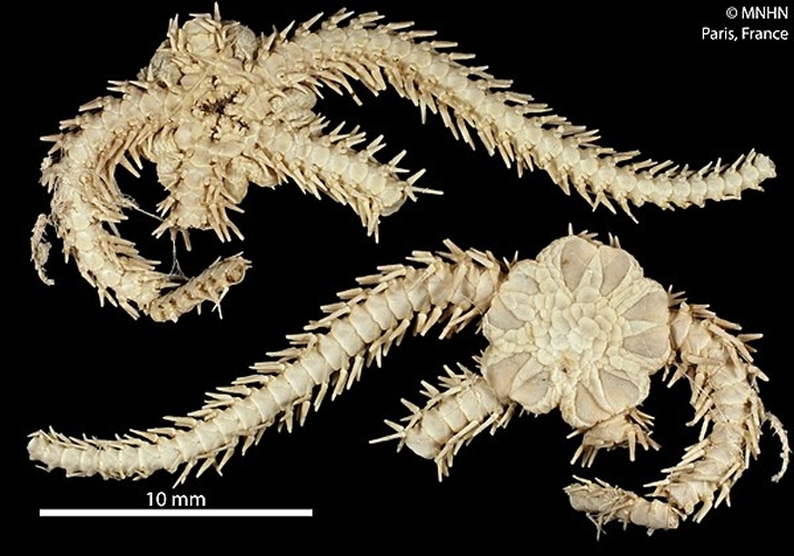 Ophiactis abyssicola © RECOLNAT (ANR-11-INBS-0004) - Marie Hennion - 2014