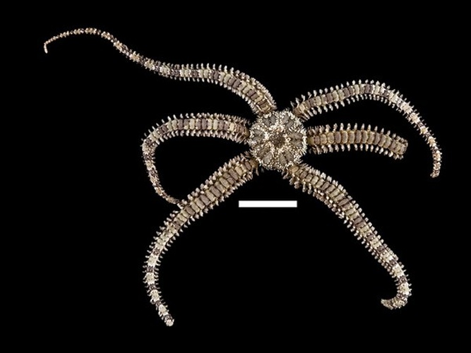  &copy; Granja-Fernández R, Herrero-Pérezrul MD, López-Pérez RA, Hernández L, Rodríguez-Zaragoza FA, Jones RW, Pineda-López R (2014) Ophiuroidea (Echinodermata) from coral reefs in the Mexican Pacific. ZooKeys 406: 101– 145. doi: 10.3897/zookeys.406.6306