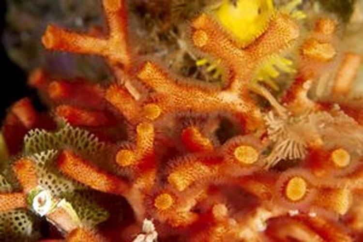 Myriapora truncata © Pino Bucca
Original uploader was <a href="https://it.wikipedia.org/wiki/User:Yoruno" class="extiw" title="it:User:Yoruno">Yoruno</a> at <a class="external text" href="http://it.wikipedia.org">it.wikipedia</a>