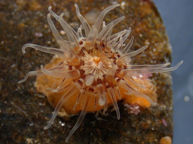 Sagartiogeton laceratus &copy; <a href="//commons.wikimedia.org/w/index.php?title=User:TheManOnTheStreet&amp;action=edit&amp;redlink=1" class="new" title="User:TheManOnTheStreet (page does not exist)">Mike Noren</a>