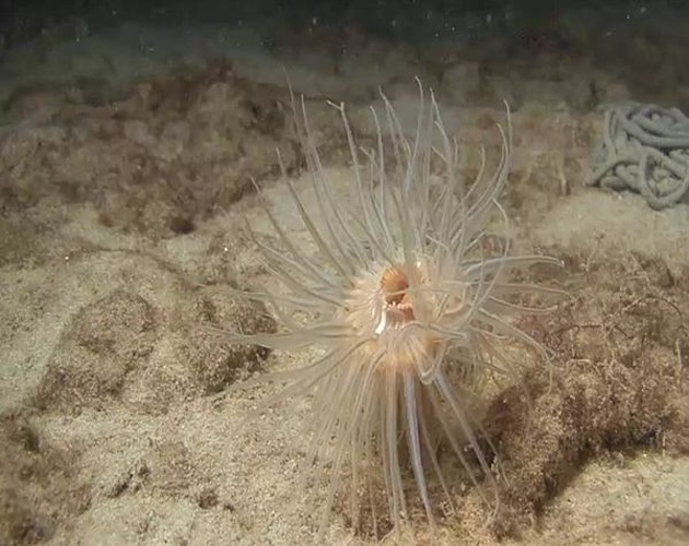 Sagartiogeton undatus © Nudibranch Marine Discovery Productions (Peter van Rodijnen); Stichting Natuurbeelden