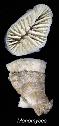 Monomyces pygmaea © Cairns S, Kitahara M (2012)