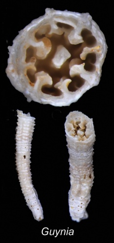 Guynia annulata © Cairns S, Kitahara M (2012)