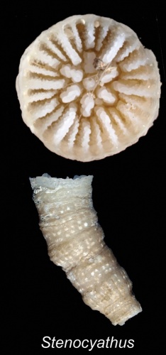 Stenocyathus vermiformis © Cairns S, Kitahara M (2012)