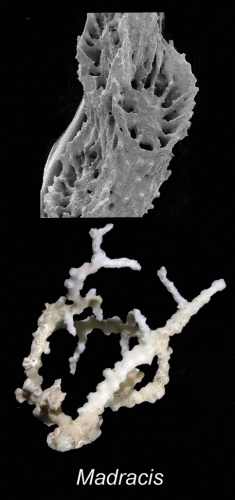 Madracis asperula © Cairns S, Kitahara M (2012)