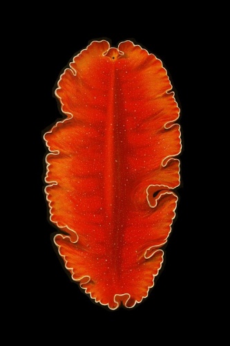 Yungia aurantiaca &copy; Lang, Arnold, 1855-1914.