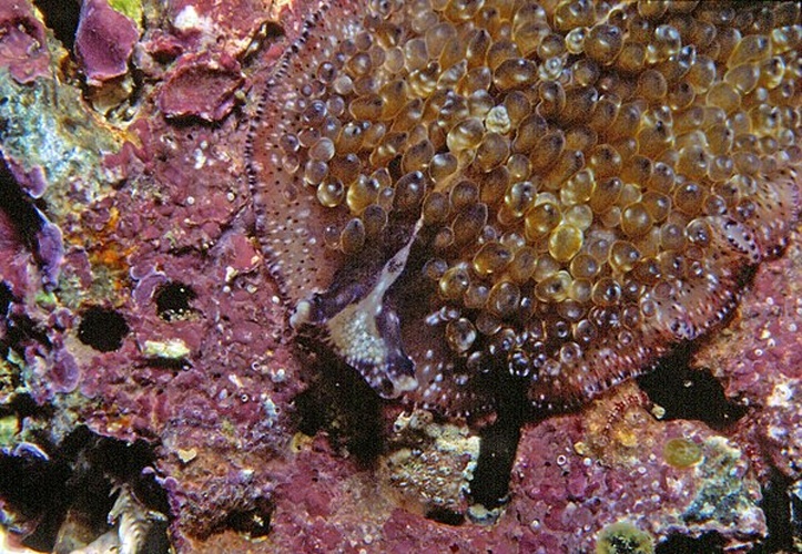 Thysanozoon brocchii &copy; <a href="//commons.wikimedia.org/w/index.php?title=User:Parent_G%C3%A9ry&amp;action=edit&amp;redlink=1" class="new" title="User:Parent Géry (page does not exist)">Parent Géry</a>