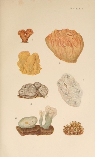 Aplidium proliferum © Alder