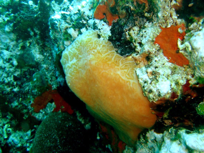 Aplidium conicum &copy; This photo has been taken by <b><a href="//commons.wikimedia.org/wiki/User:Elapied" title="User:Elapied">Elapied</a></b> and released under the licenses stated below. You are free to use it for any purpose as long as you credit me as author, Wikimedia Commons as site and follow the terms of the licenses. Could you be kind enough to <a href="https://fr.wikipedia.org/wiki/Discussion_Utilisateur:Elapied" class="extiw" title="fr:Discussion Utilisateur:Elapied">leave me a message on this page</a> to inform me about your use of this picture.