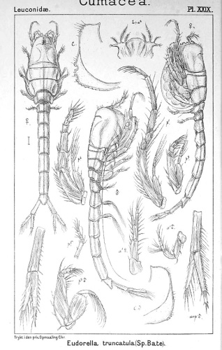 Eudorella truncatula &copy; <bdi><a href="https://en.wikipedia.org/wiki/en:Georg_Ossian_Sars" class="extiw" title="w:en:Georg Ossian Sars">Georg Ossian Sars</a>
</bdi>