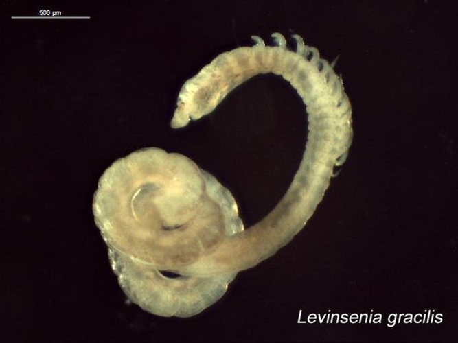 Levinsenia gracilis © <a rel="nofollow" class="external text" href="https://www.flickr.com/people/52636104@N03">EcologyWA</a>