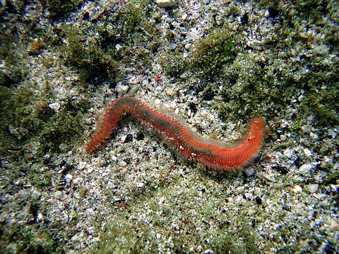 Eurythoe complanata © <a rel="nofollow" class="external text" href="https://sites.google.com/site/thebrockeninglory/">Brocken Inaglory</a>