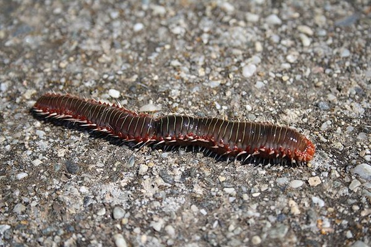 Bearded fireworm © <a href="//commons.wikimedia.org/wiki/User:Cirimbillo" title="User:Cirimbillo">Cirimbillo</a>