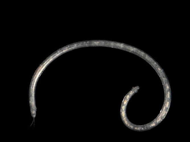 Polygordius appendiculatus © <div class="fn value">
<a href="//commons.wikimedia.org/wiki/User:Biopics" title="User:Biopics">Hans Hillewaert</a>
</div>