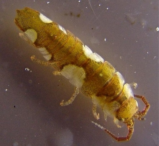 Idotea balthica &copy; Mark Blaxter