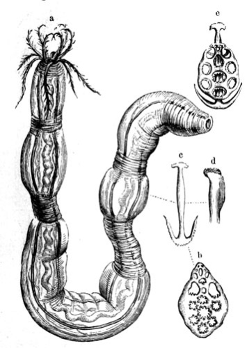 Leptosynapta inhaerens © <a href="https://de.wikipedia.org/wiki/Alfred_Brehm" class="extiw" title="de:Alfred Brehm">Alfred Brehm</a>