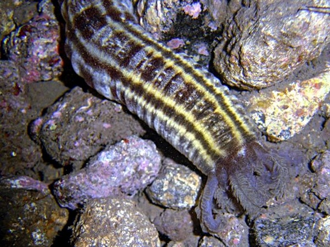 Euapta lappa © Fernando Herranz Martín