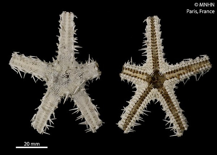Benthopecten simplex © RECOLNAT (ANR-11-INBS-0004) - Marie HENNION - 2017
