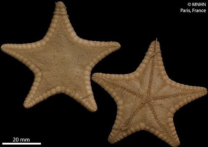 Ceramaster grenadensis &copy; RECOLNAT (ANR-11-INBS-0004) - Marie HENNION - 2017