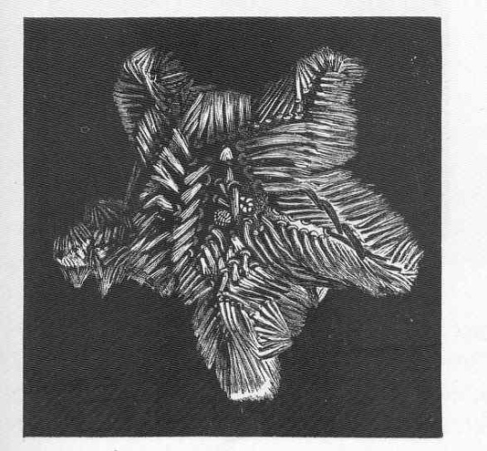 Korethraster hispidus &copy; <bdi><a href="https://en.wikipedia.org/wiki/en:Charles_Wyville_Thomson" class="extiw" title="w:en:Charles Wyville Thomson">Charles Wyville Thomson</a>
</bdi>