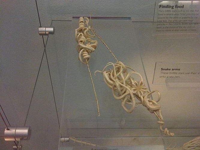 Asteronyx loveni &copy; Emőke Dénes