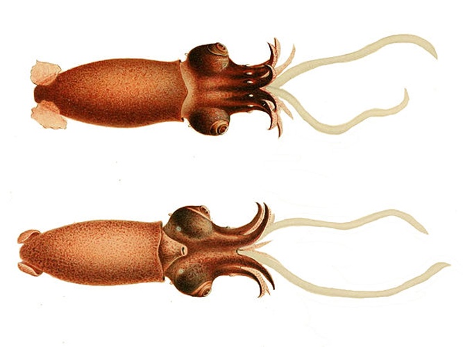Bathyteuthis abyssicola © <bdi><a href="https://en.wikipedia.org/wiki/en:Carl_Chun" class="extiw" title="w:en:Carl Chun">Carl Chun</a>
</bdi>