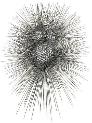 Globigerina bulloides © Henry Bowman Brady